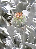 Centauree - Centaure candidissima (en Corse) (03) (Photo F. Mrugala)